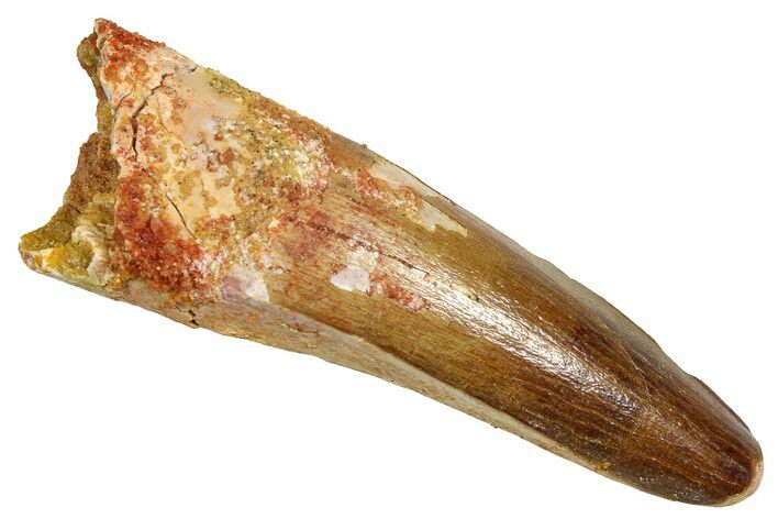 Fossil Spinosaurus Tooth - Feeding Worn Tooth #370741